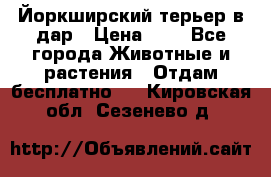 Йоркширский терьер в дар › Цена ­ 1 - Все города Животные и растения » Отдам бесплатно   . Кировская обл.,Сезенево д.